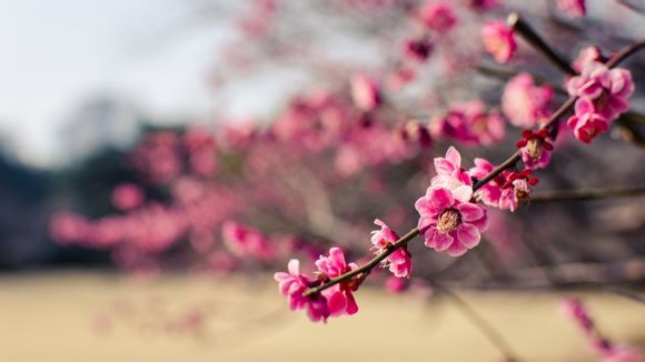 冒险岛狂龙战士五转技能