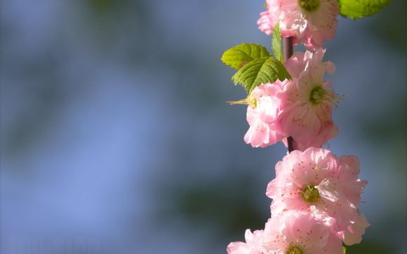过山车大亨3有限金币