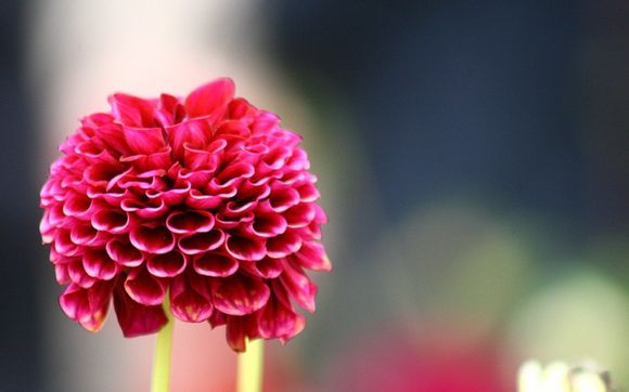 黎明觉醒攻略大全